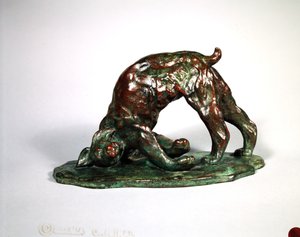 Lince puzzolente, 1909